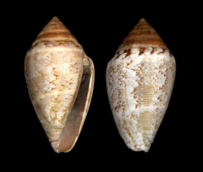 Conus mediterraneus